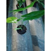 ราคา พญาจงอาง#ไม้มงคล#พญาจงอาง (10452243197)