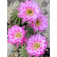 ราคา Echinopsis Hybrid Angel อิชินอปซิส ไฮบริด แองเจิล ดอกสีชมพู อยู่ในกระถาง3-4นิ้วไซร์ใหญ่ให้ดอก ออกดอกบ่อยมากๆ (22781257626)