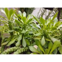 ราคา ต้นพญานาคราชขายเป็นก้าน (26114187867)