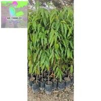 ราคา อโศกอินเดีย ขนาดต้น50-60 ซม. (23303047779)