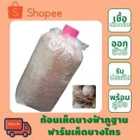 ราคา ก้อนเชื้อเห็ดนางฟ้าภูฐาน ฟาร์มเห็ดบางไทร แถมคู่มือวิธีการเปิดก้อนเห็ด (6582254111)