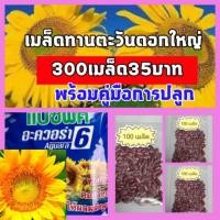 ราคา 300 เมล็ด เมล็ดดอกทานตะวันดอกใหญ่ เมล็ดดอกทานตะวันเมล็ดพันธุ์ เมล็ดทานตะวันชมดอก เมล็ดดอกทานตะวันต้นไม้และเมล็ดพันธุ์ (4931679258)