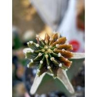 ราคา LB2178ด่างแท้ LB2178กราฟ (14236012393)