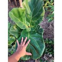 ราคา ไทรใบสักไม่ฟอกอากาศสวยงาม (6871724015)