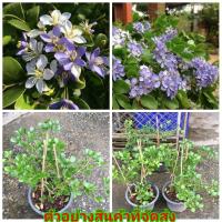 ราคา (1ต้น) (ขาย ต้นพันธุ์) ตัน ดอก แก้วเจ้าจอม พันธุ์ผสม 4-6 ใบ เบนซ์ (7960354363)