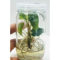 ราคา เนื้อเยื่อแบมบิโน่ด่างเหลือง Alocasia bambino Aureaไม้เนื้อเยื่อ อโลคาเซียแบมบิโน่ด่างเหลือง ไม้สวย แก้วสารพัดนึกด่าง (21095559998)