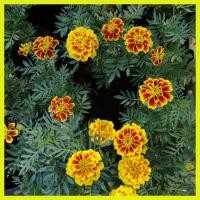 ราคา ดอกดาวเรืองฝรั่งเศษ กระถาง 6 นิ้ว ส่งติดดอก (3771960510)