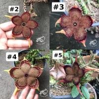 ราคา เก๋งจีน Edithcolea grandis เก๋งพรมเปอร์เซีย เบอร์ 2 3 4 5 พรมเปอร์เซีย เก๋งจีนพรมเปอร์เซีย เก๋ง จีน ต้นเก๋งจีน แคคตัส (16178358660)