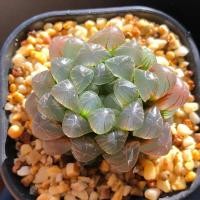 ราคา หยดน้ำ ฮาโวเทีย Haworthia ไม้อวบน้ำ แคคตัส (12413744757)