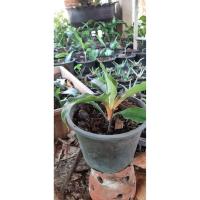 ราคา ✨✨ว่านเศรษฐีก้านทอง ไม้มงคล เมตตามหานิยม (5579049710)