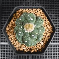 ราคา แอสโตรคริสตาต้า แอสโตรไฟตั้ม (21689841422)