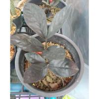 ราคา กวักมรกตใบดำ สายพันธุ์หายาก (2669804988)