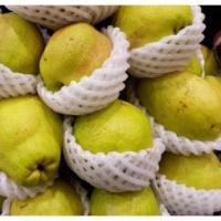 ราคา TOP-1สาลี่หอม Fragrant Pear (1ลูก) (CHN) นำเข้า ~ลดพิเศษ~ หอม หวาน อร่อย ! ผลไม้ต่างประเทศ ผลไม้พรีเมี่ยม ผลไม้เดลิเวอรี (13033216558)