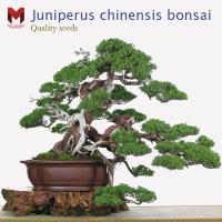 ราคา พันธุ์สนจูนิเปอร์บอนไซ Juniperus chinensis bonsai ไม้แคระประดับ (20เมล็ด) (3467793236)