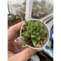ราคา แคคตัส ไม้อวบน้ำ: ฮาโวเทีย กระถาง 2 นิ้ว (7051082029)