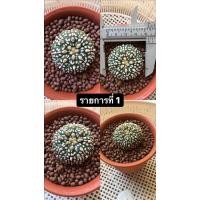 ราคา แอสโตรไฟตัม แอสทีเรียส ซุปเปอร์ (11905982287)