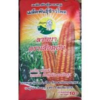 ราคา ข้าวโพดเลี้ยงสัตว์ 10 กิโลกรัม (29069526844)