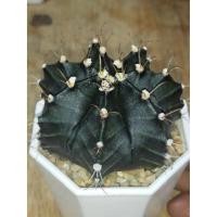 ราคา ยิมโนดำ แคคตัส ยิมโนมิฮาโน ไม้เมล็ด ผิวดำๆ สวยๆมากต้นใหญ่ๆ ขนาด 6.0 ชม.(อัพเดท 20/06/2021) (8669220979)