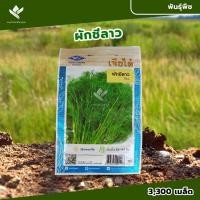 ราคา เมล็ดพันธ์ ผักชีลาว เจียไต๋ ขนาด 1 ซอง บรรจุประมาณ 3300 เมล็ด (5 กรัม) (24262247380)