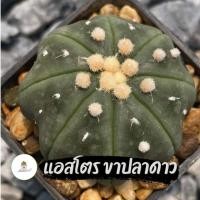 ราคา กระบองเพชร แอสโตร แอสทีเรียส ขาเว้า ปลาดาว (24123121405)