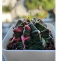 ราคา แคคตัส (cactus) ยิมโนด่าง ชมพูแทรก ไม้เมล็ดชำหน่อ (6776124481)