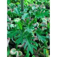 ราคา ฟิโลเดนดรอน ซานาดู (PHILODENDRON XANADU)กระถาง 5นิ้ว 199 บาท (8366690154)