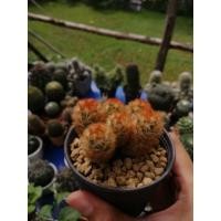 ราคา แมมคามิเน่ส้ม(Mammillariacarminae)​ (23585873679)