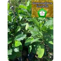 ราคา ต้นพุดเศรษฐีสยาม ต้นแข็งแรง ระหว่างขนส่งสินค้าเสียหาย ทางร้านรับผิดชอบทุกรณีจ้า (15948736855)