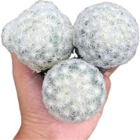 ราคา แมมขนนกขาว Mammillaria plumosa. (28811049772)