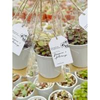 ราคา ต้นไม้มงคล ของชำร่วย ของขวัญ (ขนาดเล็กมินิมอล) ออกแบบป้ายฟรี (27907150095)