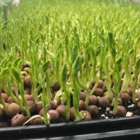 ราคา เมล็ดถั่วลันเตา 1 ขีด เมล็ดต้นอ่อนถั่วลันเตา เมล็ดโต้วเหมี่ยว เกรดพรีเมี่ยม (4251178953)