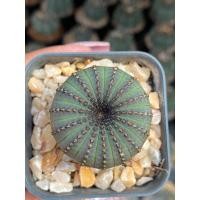 ราคา ราคาถูกเฟเรีย คัสตาเนียไนเทนส์ frailea castanea nitens กระถาง 2 นิ้วไม้เมล็ดต้นใหญ่ (22322069767)