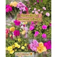 ราคา แพรเซี่ยงไฮ้ กิ่งแพรเซี่ยงไฮ้ 100 กิ่ง (ตัดกิ่งคละทุกสี) ดอกคุณนายตื่นสาย (27354687582)