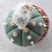 ราคา แอสโตรไฟตัม แอสทีเรียส 6พู astrophytum asterias 6rips (2822860929)