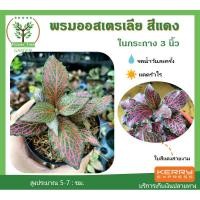 ราคา [สีแดง] ต้นพรมออสเตรเลีย สีแดง ขนาด3นิ้ว ไม้มงคล ไม้จิ๋ว ไม้ฟอกอากาศ พร้อมกระถางฟรี ต้นสูง 5-7 ซม.วางบนโต๊ะทำงานได้ (3642974012)
