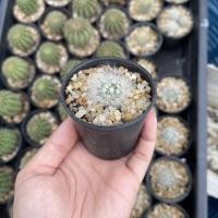 ราคา แมมมิลลาเรียเลาอ้าย (Mammillaria laui) ลูกเจี๊ยบ แคคตัส กระบองเพชร (8190011331)