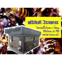 ราคา (แถมฟรี 3 รายการ) กล่องเลี้ยงผึ้งโพรง กล่องลังล่อผึ้งโพรง ทำจากไม้เนื้อแข็งทั่วไป เป็นไม้เรือนเก่าที่แห้งแล้วไม่หดตัว (10939786317)