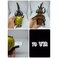 ราคา Hercules Monogato#ด้วงกว่างเฮอร์คิวลีส#Insect#แมลง#งานพวงญี่ปุ่นมือสอง (27517181414)