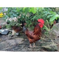 ราคา ไข่ไก่เชื้อโร็ดไอส์แลนด์เรด ราคาต่อฟอง รับประกันเชื้อ80% รับประกันแตก (22388294324)