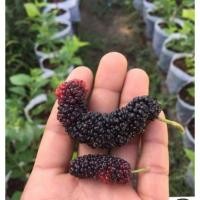 ราคา กิ่งมัลเบอรี่พันธุ์ฮอตดำตุรีกี (16273936951)