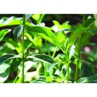 ราคา ต้นพันธุ์ อังกาบหนู เขี้ยวแก้ว, เขี้ยวเนื้อ มันไก่ พร้อมปลูกในถุงดำ 59 บาท ไม้ประดับดอกสวย สมุนไพรมากคุณค่า (24574208979)