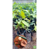 ราคา ( พร้อมส่ง ‼️ ) ต้นเงาะโรงเรียนนาสารติดตา หวาน กรอบ ได้ผลผลิตไวภายใน 2 ปี เงาะโรงเรียน เงาะที่อร่อยที่สุด (20735863664)