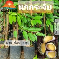 ราคา ต้นทุเรียนนกกระจิบ ต้นไม้ ไม้ผล ต้นพันธ์ เมล็ดพันธ์ พันธุ์ไม้ ไม้มงคล ไม้ฟอกอากาศ เมล็ดพันธุ์ สวนเขาหมาก ผลเล็กสวย จำ... (5937249271)