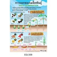 ราคา โปสเตอร์ การงอกของเมล็ดพันธุ์ #EQ-309 โปสเตอร์กระดาษอาร์ตมัน สื่อการเรียนการสอน สื่อการเรียนรู้ (5478514350)