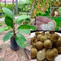 ราคา ต้นละไมหวาน เสียบยอด ขนาดต้น 50-60 ซม. พร้อมปลูก (25766530587)