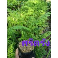 ราคา ศรีตรังSri Trang tree (8797038897)