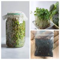 ราคา เมล็ดเพาะงอกต้นอ่อนบร็อคโคลี่ 10 กรัม (5332276109)