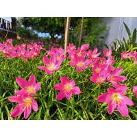 ราคา บัวดินสีชมพูหวาน ฟัดจาร์พิงค์ เพียงหัวละ 15 บาท (23446493946)