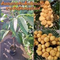 ราคา ต้นลองกอง ต้นเตี้ยเสียบยอด สายพันธุ์ตันหยงมัสแท้ (28622529652)