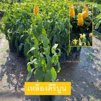 ราคา ต้นเหลืองคีรีบูน เหลืองคีรีบูน (Lollipops plant) ไม้ดอกล้มลุก มีดอกสีเหลืองสวย (รับประกัน ส่งใหม่ฟรี หากสินค้าเเสียหาย!) (25558302421)